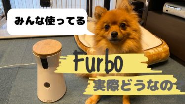『Furbo（ファーボ）ドッグカメラ』はなぜ人気？新機能も紹介☆使ってみて分かった人気の秘密★