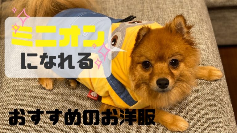 可愛すぎる 愛犬のお洋服 ミニオン編 モコブログ ポメラニアンの子育て奮闘記 可愛すぎる 愛犬のお洋服 ミニオン編 モコブログ ポメラニアンの子育て奮闘記