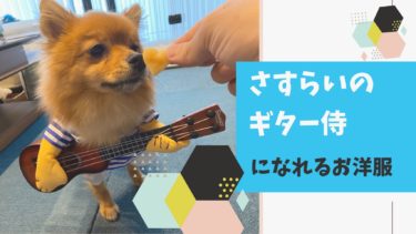可愛すぎる⁉︎愛犬のお洋服《さすらいのギター侍編》