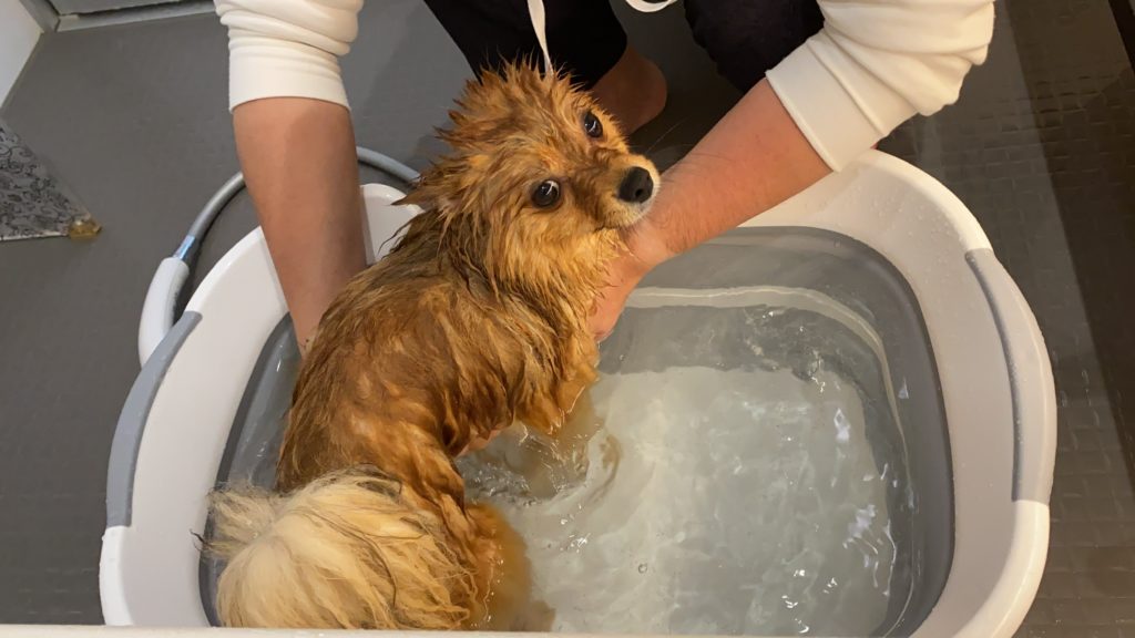 犬のシャンプーの頻度は ワンちゃんのお風呂の入り方 モコブログ ポメラニアンの子育て奮闘記