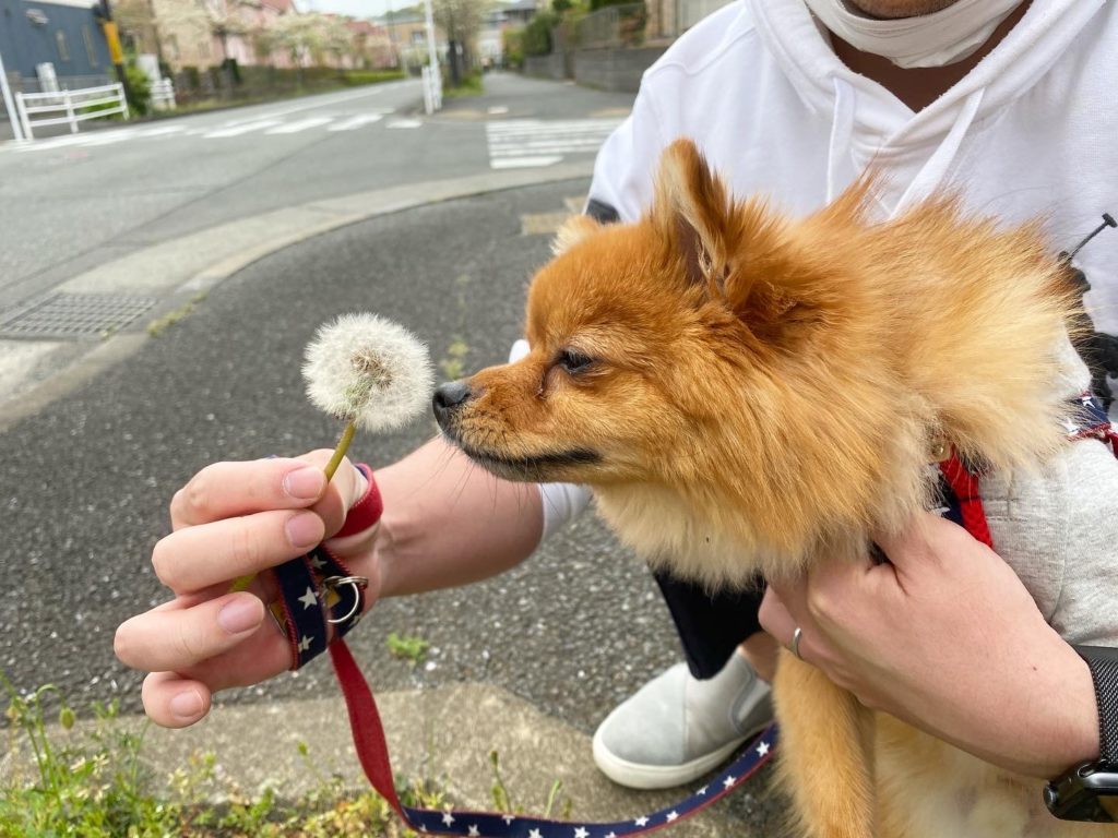 食べると危険 犬が食べて良いもの いけないもの モコブログ ポメラニアンの子育て奮闘記