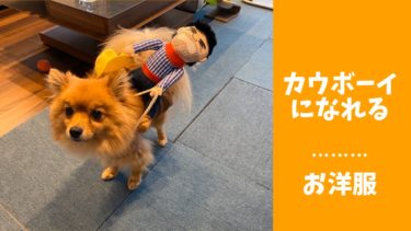 可愛すぎる⁉︎愛犬がおもしろカウボーイになれるお洋服を着てみたレビュー☆