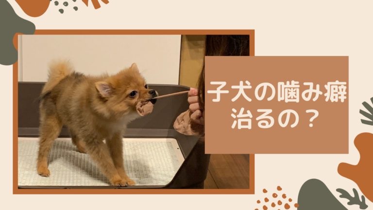 子犬 噛み 癖 治し方 101594子犬 噛み癖 治し方 khaijijp