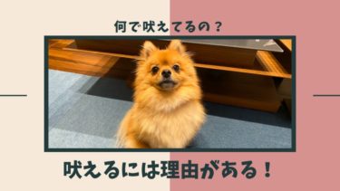 犬が目をそらす理由とは 犬との正しいアイコンタクトの取り方を伝授 モコブログ ポメラニアンの子育て奮闘記