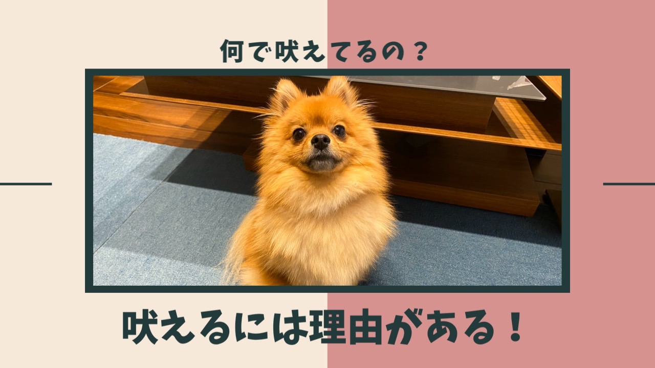 なんで吠えてるの 理由を理解して愛犬の吠え癖を治そう モコブログ ポメラニアンの子育て奮闘記