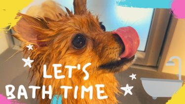 犬のシャンプーの頻度は？ワンちゃんのお風呂の入り方★