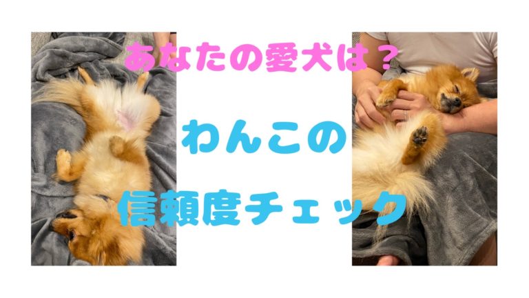 愛犬から信頼されてる 行動やしぐさで分かる愛犬の愛情表現15選 モコブログ ポメラニアンの子育て奮闘記