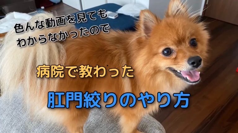 獣医直伝 愛犬の肛門腺絞りのやり方 モコブログ ポメラニアンの子育て奮闘記