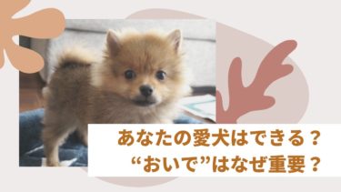 意外と重要⁉︎愛犬に『おいで』をしつける方法☆