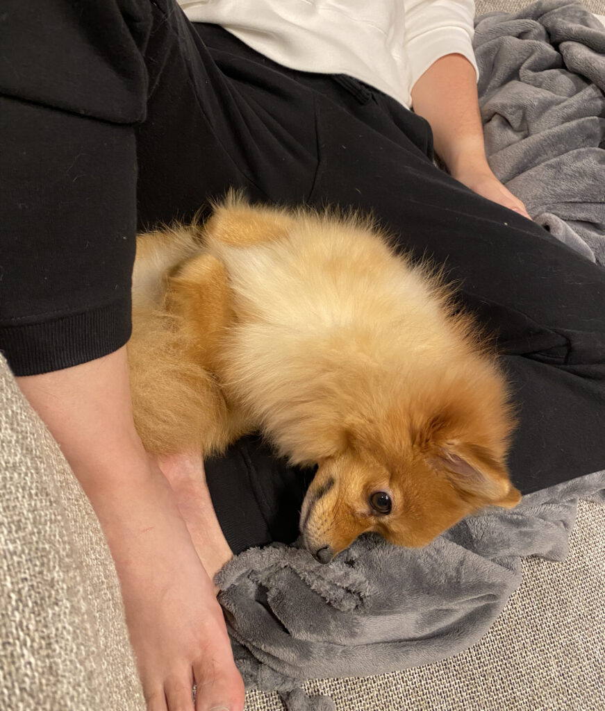 愛犬が膝の上に乗る6つの理由 モコブログ ポメラニアンの子育て奮闘記