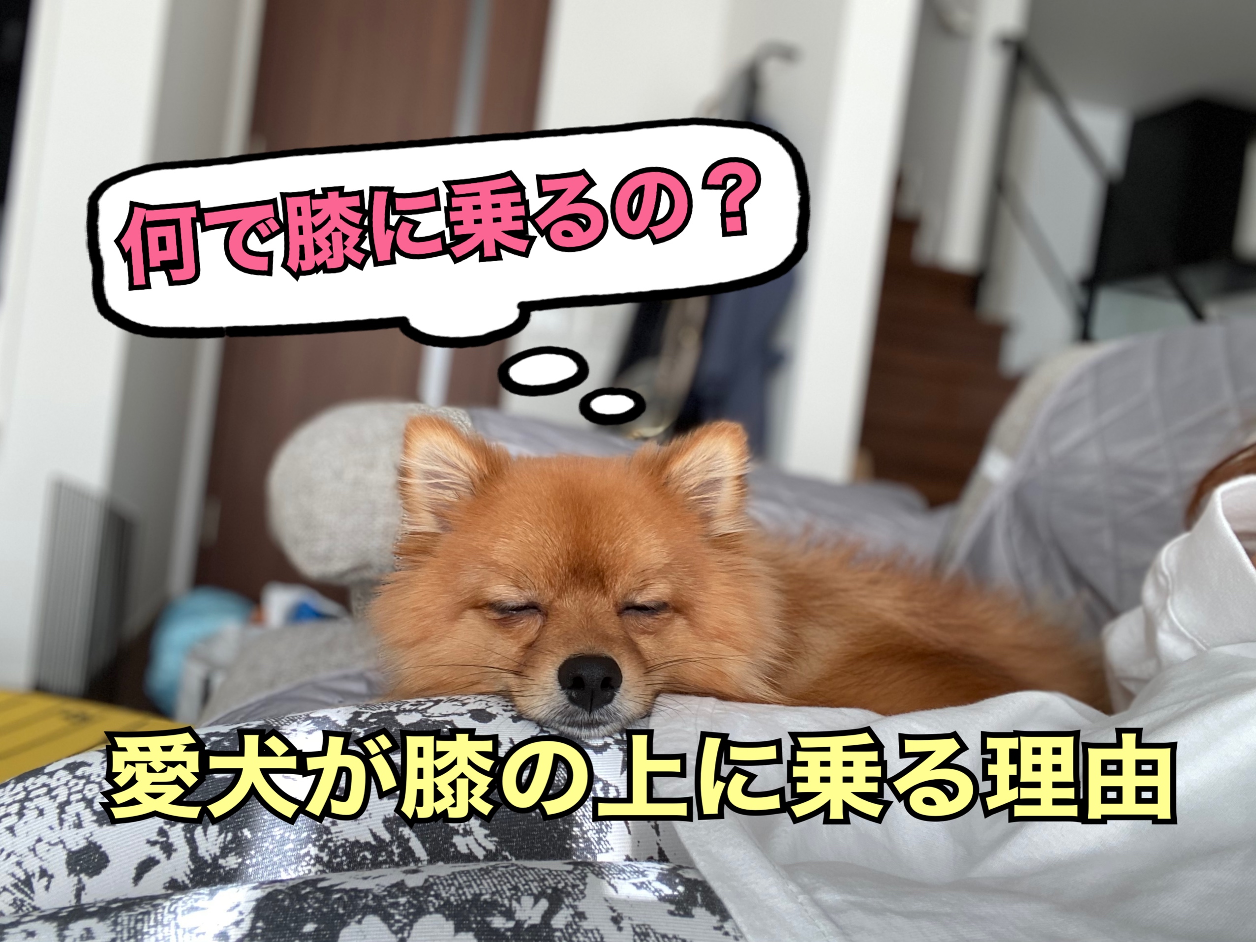 どうして乗ってくるの 愛犬が膝の上に乗る6つの理由を解説 モコブログ ポメラニアンの子育て奮闘記