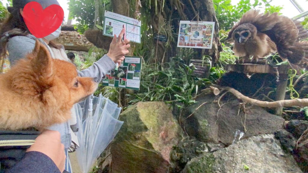 愛犬と雨の日でも楽しめる伊豆高原おすすめスポット8選を紹介 モコブログ ポメラニアンの子育て奮闘記