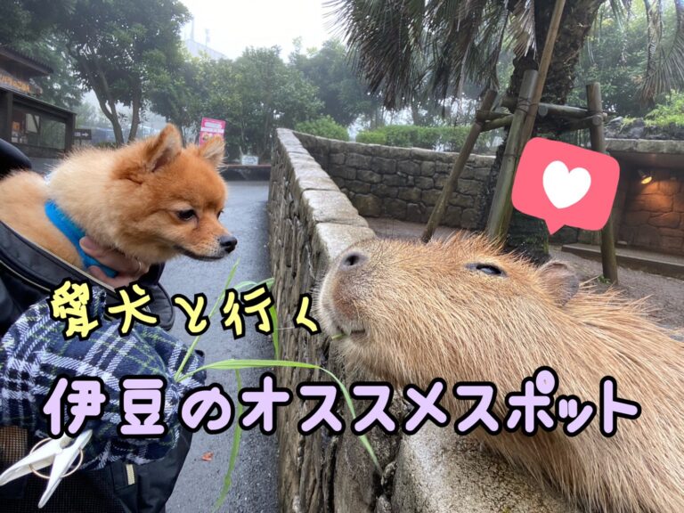 愛犬と行く伊豆高原 実際に行ってみた おすすめスポット8選 モコブログ ポメラニアンの子育て奮闘記