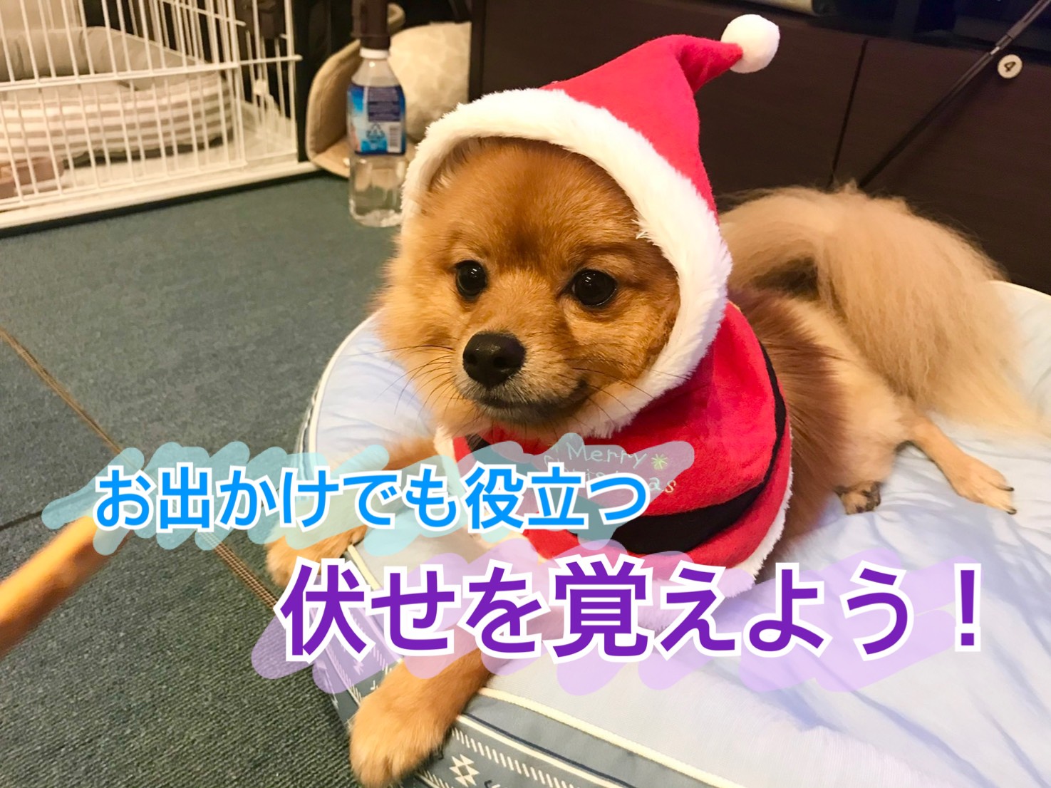愛犬に伏せをしっかりマスターさせよう 重要性と教え方のコツ モコブログ ポメラニアンの子育て奮闘記