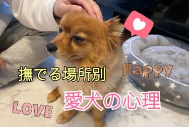 愛犬は撫でられて喜んでる？迷惑がってる？ワンコの心理と撫でられて喜ぶ場所を解説！