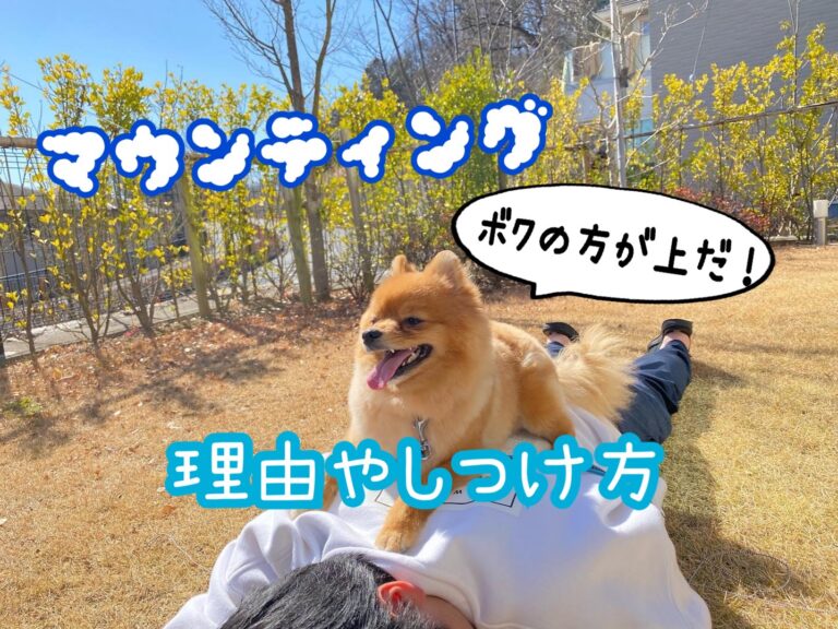 愛犬にマウンティングさせない方がいい マウンティングの理由やしつけ方について伝授 モコブログ ポメラニアンの子育て奮闘記