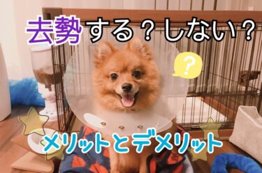 愛犬の去勢はすべき？手術のタイミングやメリット・デメリットを解説☆