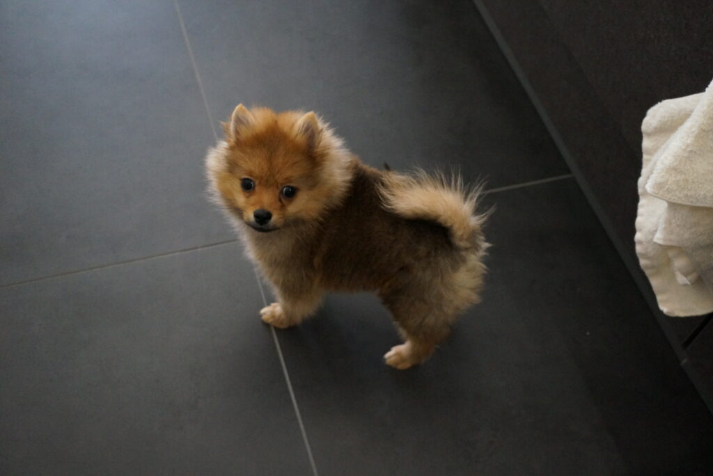 愛犬の嘔吐の原因と対処法は 緊急時の見分け方について解説 モコブログ ポメラニアンの子育て奮闘記