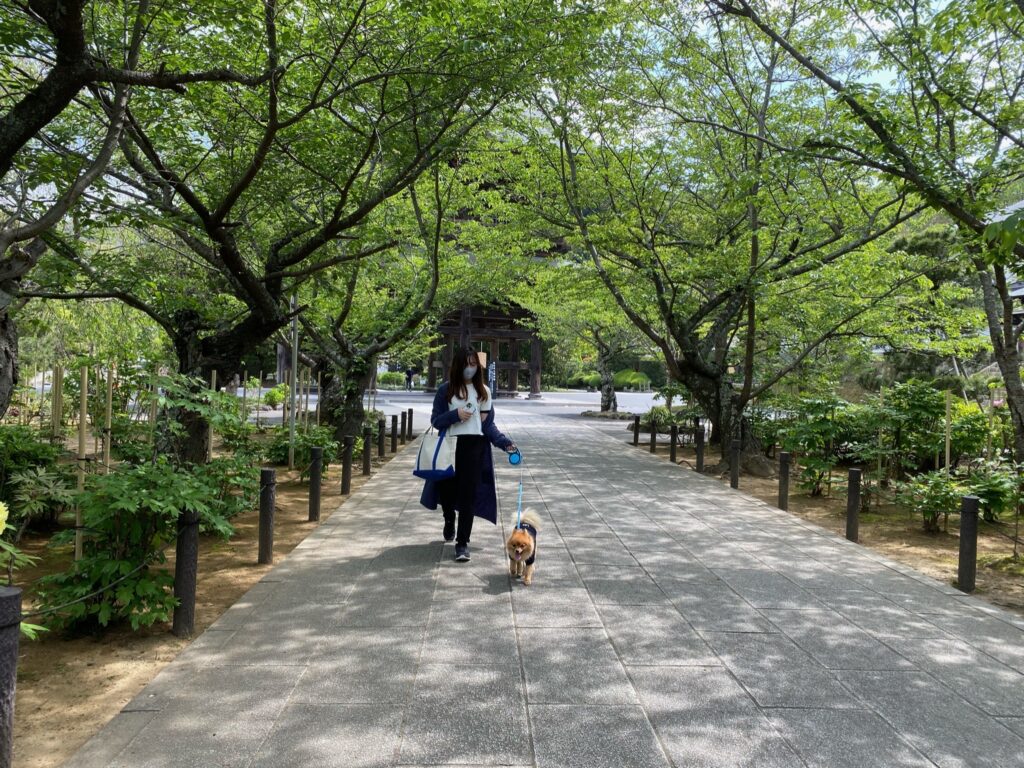 愛犬と鎌倉へ行ってきた 犬と一緒に行けるお勧めスポット11選を紹介 モコブログ ポメラニアンの子育て奮闘記