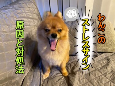 犬が目をそらす理由とは 犬との正しいアイコンタクトの取り方を伝授 モコブログ ポメラニアンの子育て奮闘記