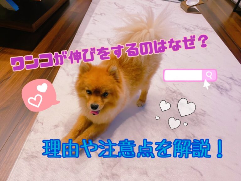 犬はなんで伸びをするの その理由や注意すべきポイントを解説 モコブログ ポメラニアンの子育て奮闘記