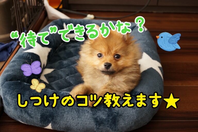 愛犬のしつけ 待て はとっても重要 トレーニングのコツは モコブログ ポメラニアンの子育て奮闘記