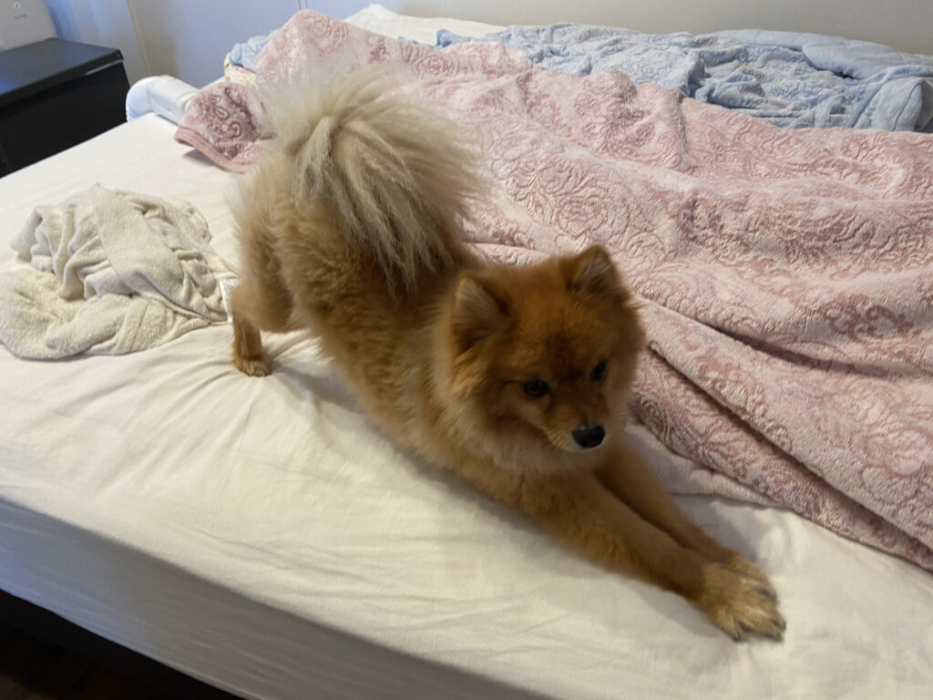 犬はなんで伸びをするの その理由や注意すべきポイントを解説 モコブログ ポメラニアンの子育て奮闘記