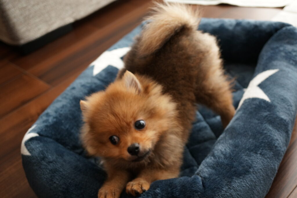 犬はなんで伸びをするの その理由や注意すべきポイントを解説 モコブログ ポメラニアンの子育て奮闘記