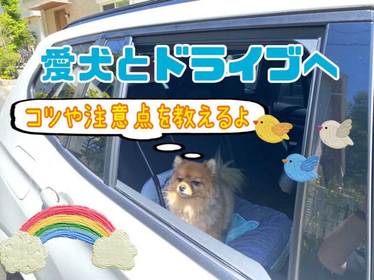愛犬とドライブに行こう 車に慣れるコツや注意点を解説 モコブログ ポメラニアンの子育て奮闘記