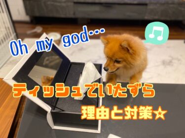 犬の散歩にしつけは必要 初めてのお散歩マナー しつけ方 モコブログ ポメラニアンの子育て奮闘記