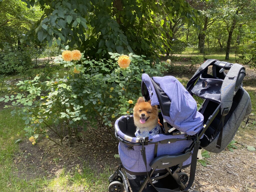 何がいるの 愛犬との旅行に必要な持ち物リスト モコブログ ポメラニアンの子育て奮闘記