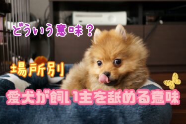 舐める場所によって意味が違う？愛犬が飼い主さんの手や顔を舐めるわけ☆