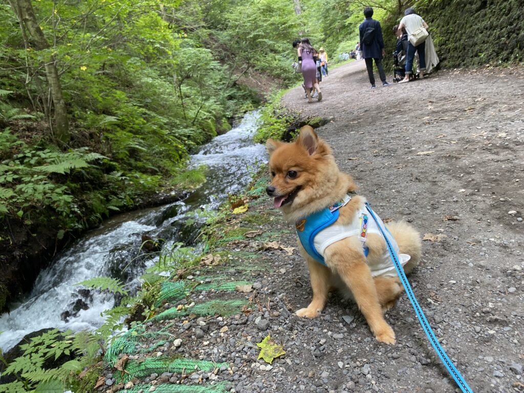 何がいるの 愛犬との旅行に必要な持ち物リスト モコブログ ポメラニアンの子育て奮闘記