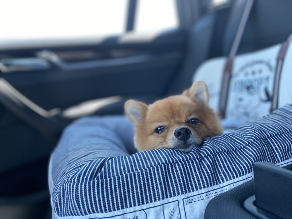 愛犬とドライブに行こう 車に慣れるコツや注意点を解説 モコブログ ポメラニアンの子育て奮闘記