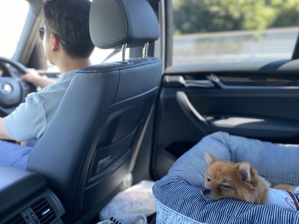 愛犬とドライブに行こう 車に慣れるコツや注意点を解説 モコブログ ポメラニアンの子育て奮闘記