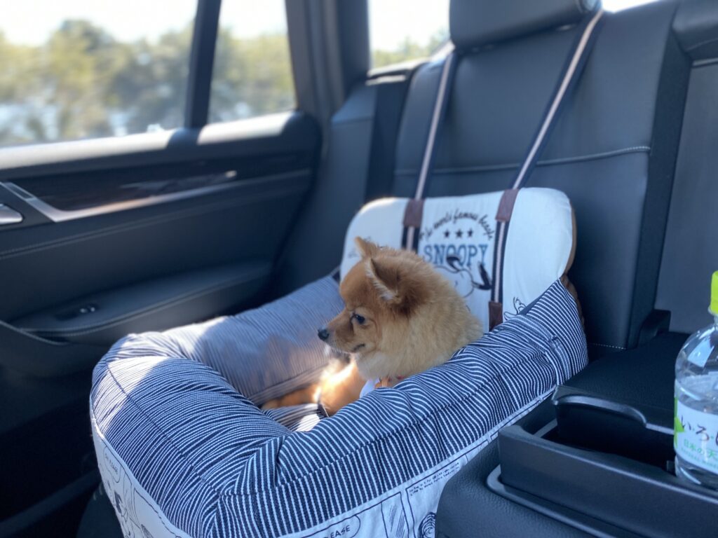 愛犬とドライブに行こう 車に慣れるコツや注意点を解説 モコブログ ポメラニアンの子育て奮闘記