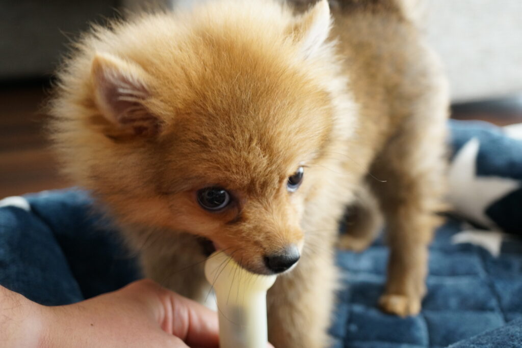 犬がティッシュを食べる理由と対処法を解説 モコブログ ポメラニアンの子育て奮闘記