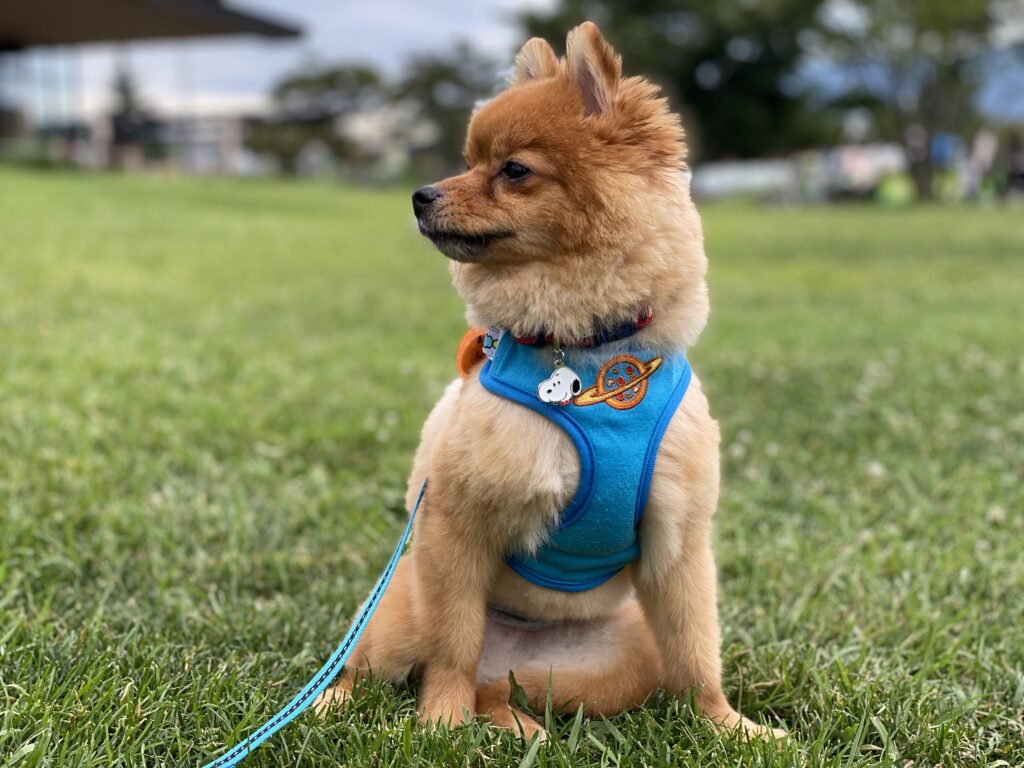 夏の散歩の注意点は？犬の散歩のおすすめ時間帯やグッズを紹介│モコブログ〜ポメラニアンの子育て奮闘記〜