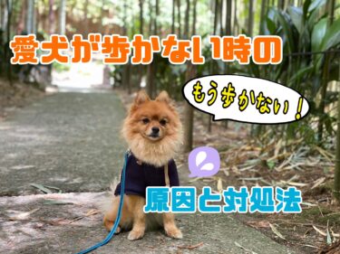 犬が散歩中に歩かなくなる理由は？やってはけない対処法などを解説！