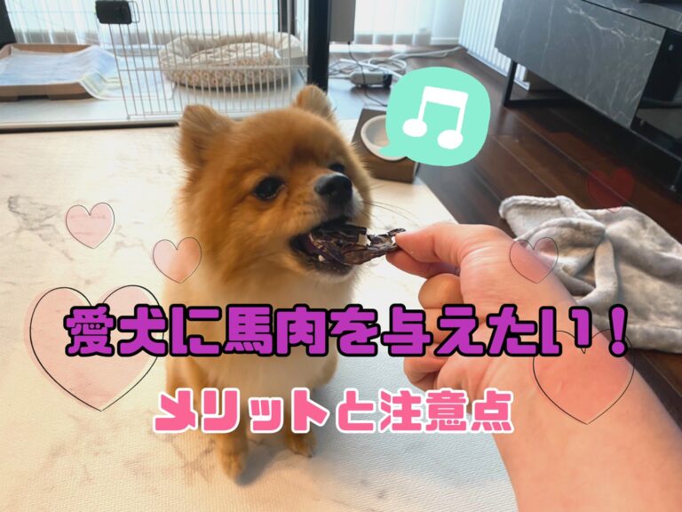 愛犬に馬肉を与えるのっていいの 犬に馬肉を与えるメリットや注意点を解説 モコブログ ポメラニアンの子育て奮闘記