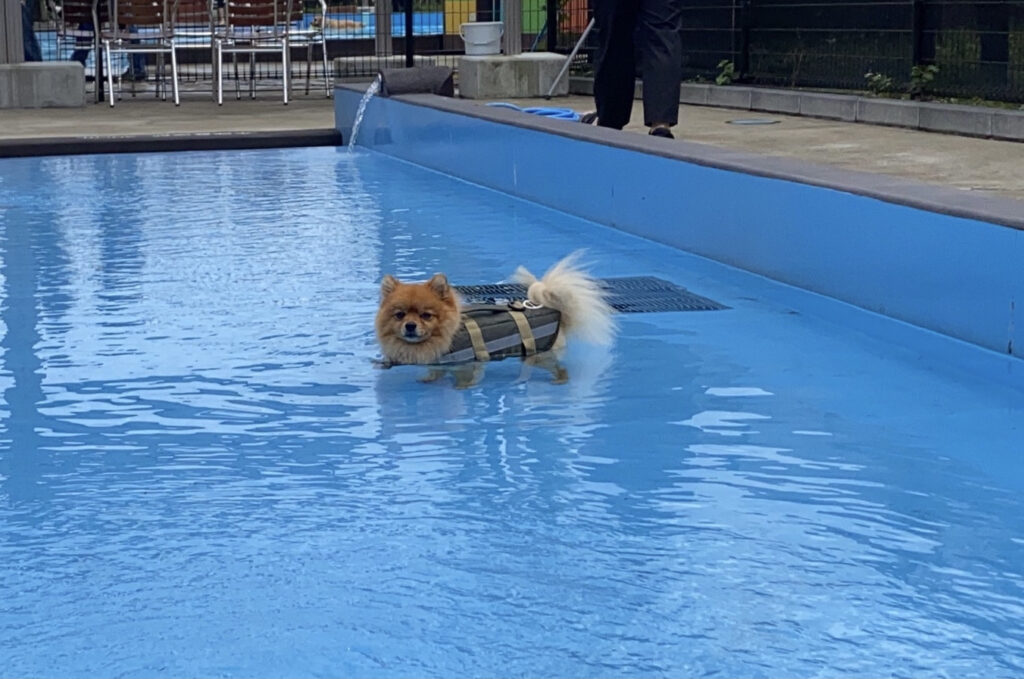 愛犬と自宅でプールを楽しもう 自宅で遊ぶ方法と注意点 お勧めプールをご紹介 モコブログ ポメラニアンの子育て奮闘記