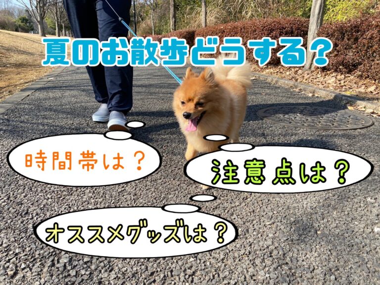 夏の散歩の注意点は 犬の散歩のおすすめ時間帯やグッズを紹介 モコブログ ポメラニアンの子育て奮闘記