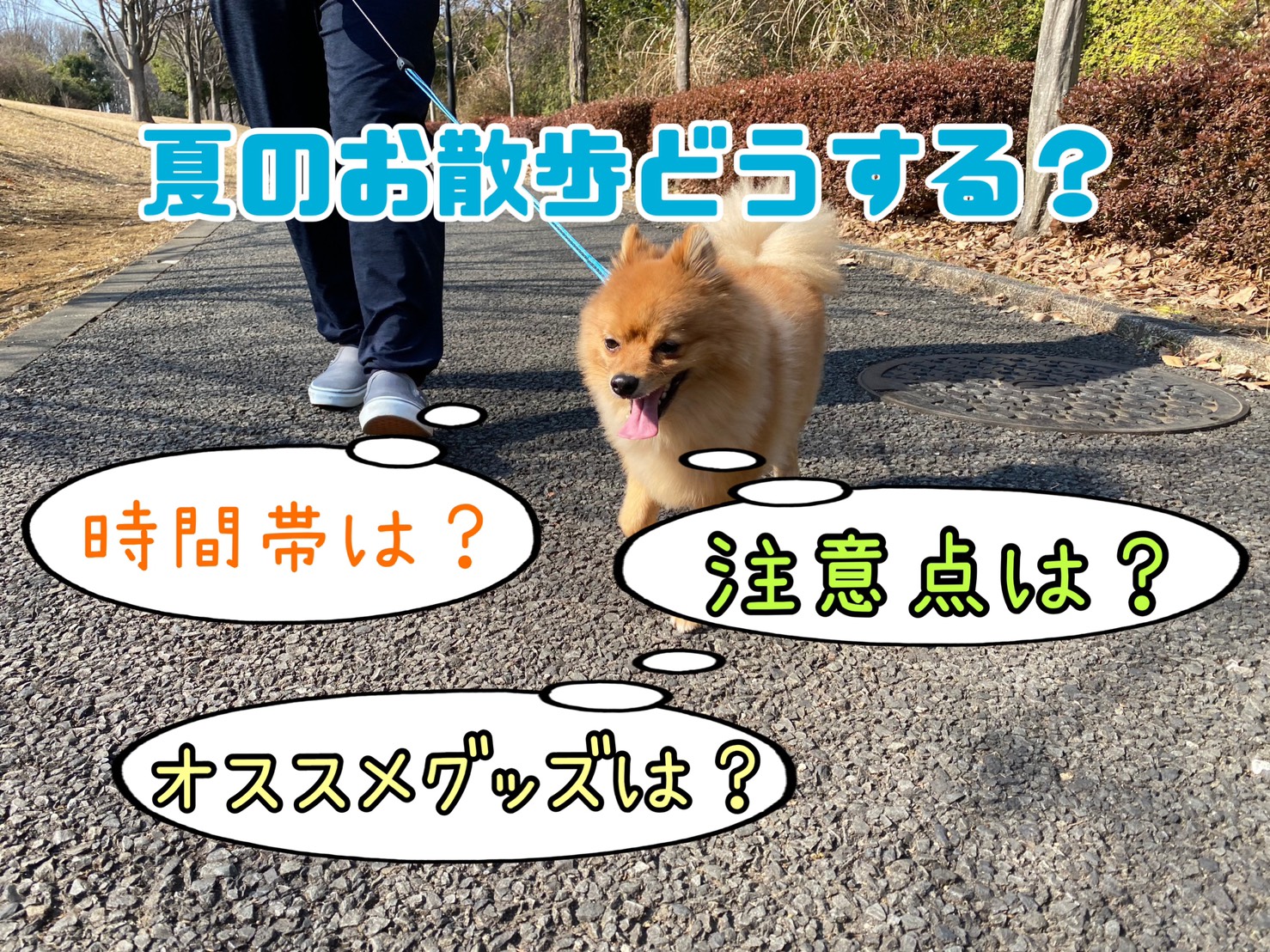 夏の散歩の注意点は？犬の散歩のおすすめ時間帯やグッズを紹介│モコブログ〜ポメラニアンの子育て奮闘記〜