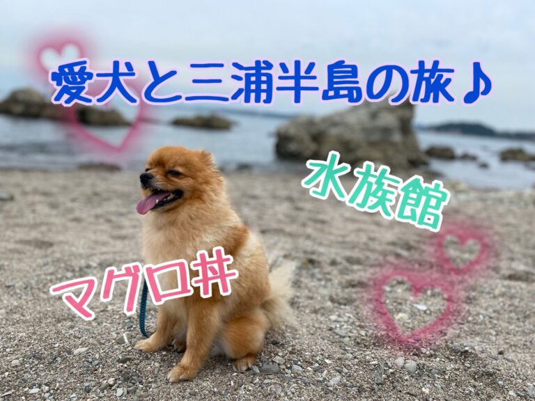 愛犬と三浦半島へ行こう 水族館やマグロ丼など盛り沢山の街をご紹介 モコブログ ポメラニアンの子育て奮闘記