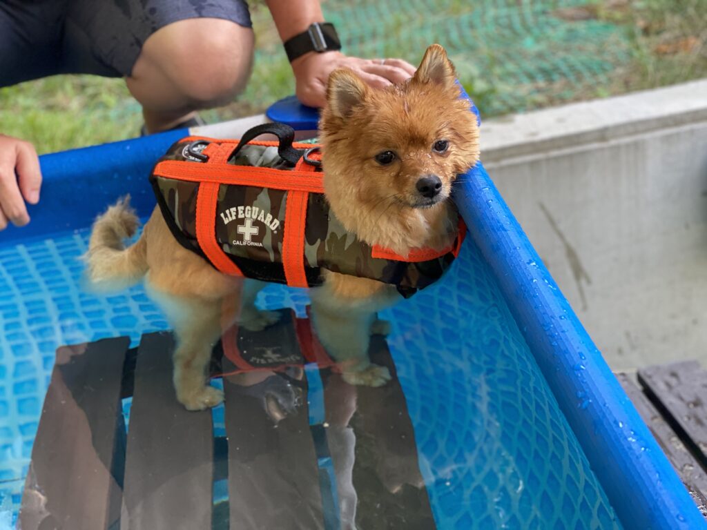 愛犬と自宅でプールを楽しもう 自宅で遊ぶ方法と注意点 お勧めプールをご紹介 モコブログ ポメラニアンの子育て奮闘記