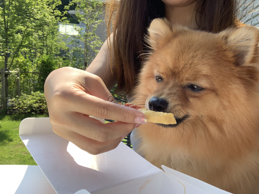 愛犬に馬肉を与えるのっていいの 犬に馬肉を与えるメリットや注意点を解説 モコブログ ポメラニアンの子育て奮闘記