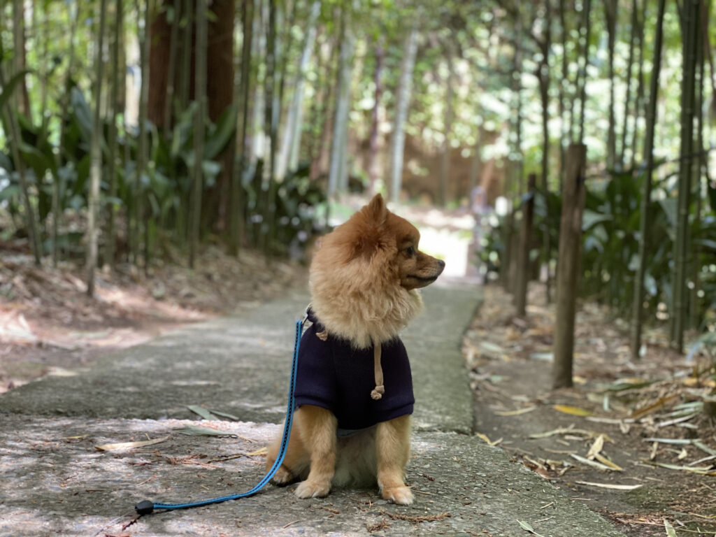 犬が散歩中に歩かなくなる理由は やってはけない対処法などを解説 モコブログ ポメラニアンの子育て奮闘記