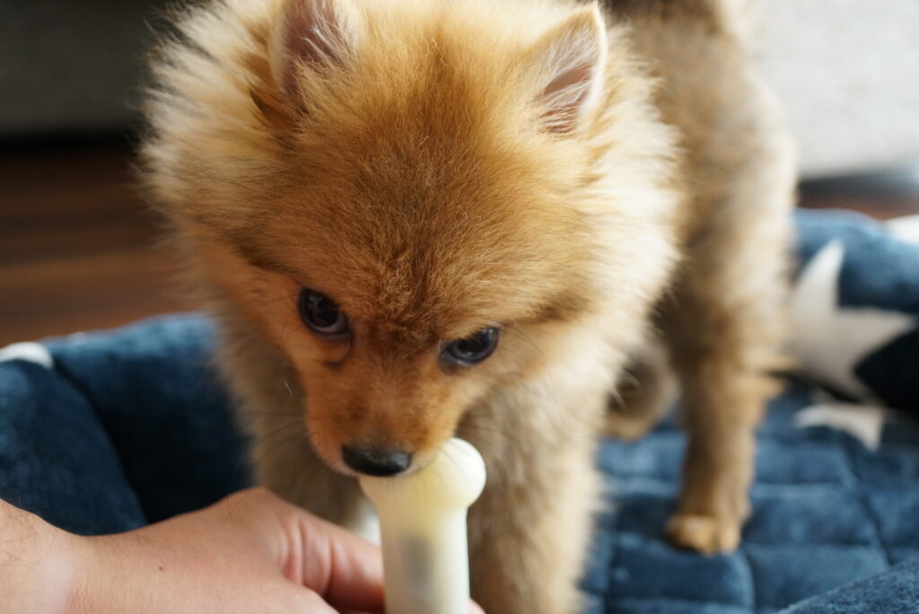 愛犬に馬肉を与えるのっていいの 犬に馬肉を与えるメリットや注意点を解説 モコブログ ポメラニアンの子育て奮闘記