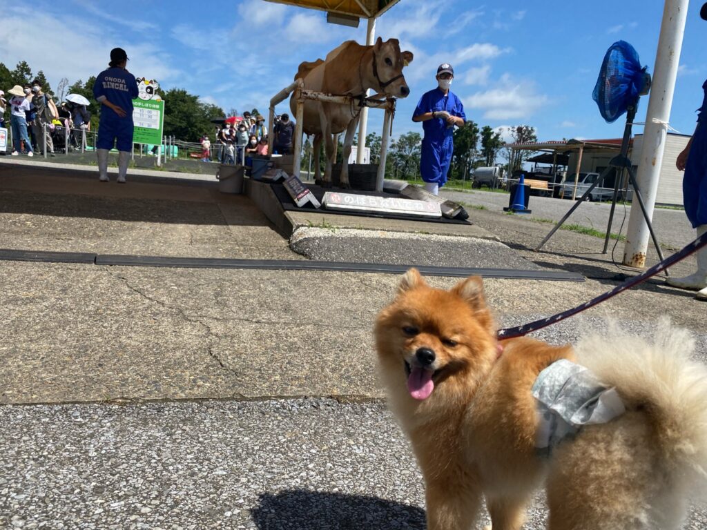 色んな体験ができる マザー牧場 へ愛犬と行こう モコブログ ポメラニアンの子育て奮闘記