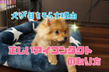 犬が目をそらす理由とは 犬との正しいアイコンタクトの取り方を伝授 モコブログ ポメラニアンの子育て奮闘記